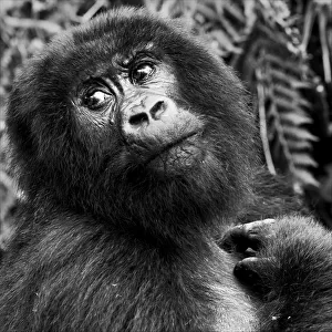 Virunga Mountains, Rwanda, Africa. Mountain Gorilla