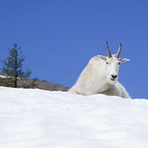 WA, Alpine Lakes Wilderness, Ingalls Lake area, Billy Goat on snow