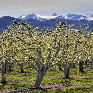 WA, Chelan County, Dryden, apple orchard in bloom