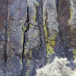 WA, George, Frenchman Coulee, Columnar basalt formation