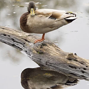 WA, Juanita Bay Wetland, Mallard Duck ( Anas Platyrhynchos), male