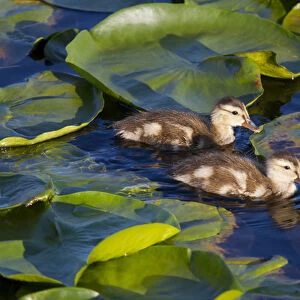 WA, Juanita Bay Wetland, Mallard ducks, ducklings (Anas platyrhynchos)