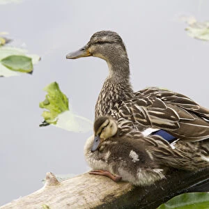 WA, Juanita Bay Wetland, Mallard female duck and duckling (Anas platyrhynchos)