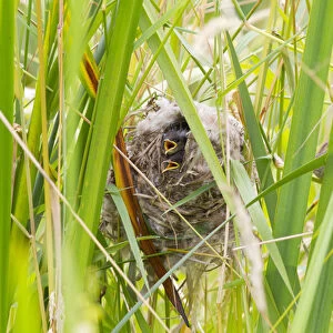 WA, Juanita Bay Wetland, Marsh Wren, babies in nest (Cistothorus palustris)