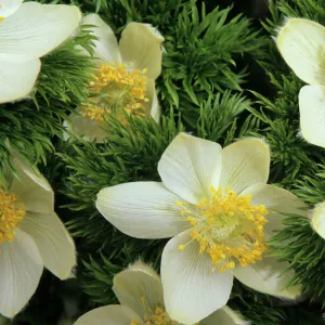 WA, Mt. Rainier NP, Paradise Valley, Western Anemones