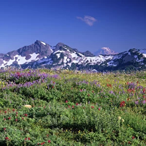 WA, Mt. Rainier NP, Tatoosh Range with wildflower meadow from Skyline trail; Mt