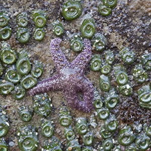 WA, Olympic National Park, Beach 4, Ochre Sea Star and Green Sea Anemones