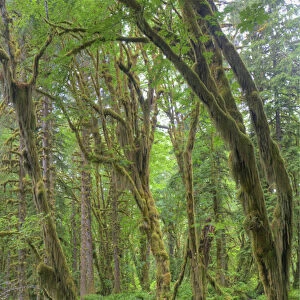 WA, Olympic National Park, Quinault Rain Forest, moss covered trees