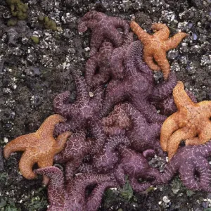 Ochre Sea Stars at Rialto Beach Print Ochre Sea Stars at Rialto Beach Print