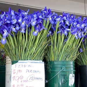 WA, Seattle, flowers for sale, at the Pike Place Market