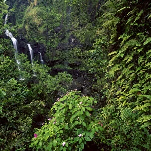 Waimoku Falls surrounded by verdant forest, impatiens flowers, Maui, Hawaii