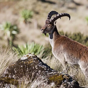 Walia Ibex (Capra walie), Semien Mountains National Park, Ethiopia