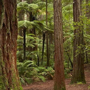 Walking track through The Redwoods (Whakarewarewa Forest), Rotorua, North Island
