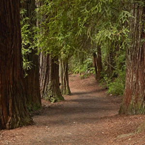 Walking track through The Redwoods (Whakarewarewa Forest), Rotorua, North Island