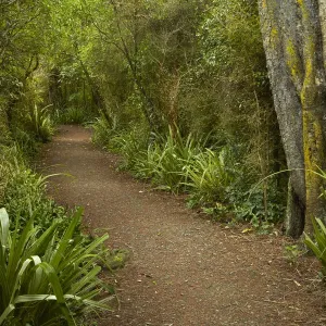 Walking track through remnant forest in Thompsons Bush Print Walking track through remnant forest in Thompsons Bush Print