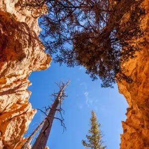 Wall Street, Bryce Canyon National Park Utah, USA