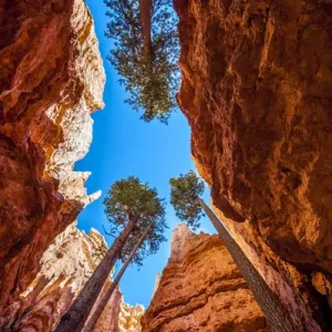 Wall Street Print, Bryce Canyon National Park Utah Landscape Wall Street Print, Bryce Canyon National Park Utah Landscape