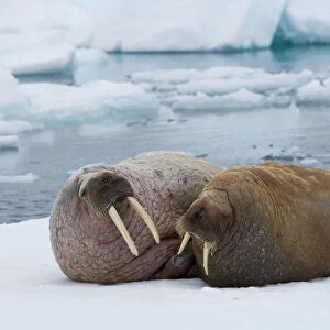 walrus couple on ice floe (Odobenus rosmarus), June
