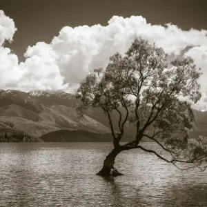 The Wanaka tree, Lake Wanaka, Otago, South Island, New Zealand The Wanaka tree, Lake Wanaka, Otago, South Island, New Zealand