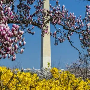 Washington, DC. Distretto della Columbia. Washington Monument in primavera con fiori di Magnolia
