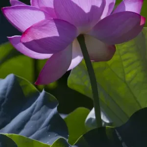 Washington, DC. Pink Lilly catches sunlight in a Lilly Pond Washington, DC. Pink Lilly catches sunlight in a Lilly Pond