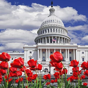 Washington DC-tulips bloom in front of the Capitol building Credit as: Dennis Flaherty