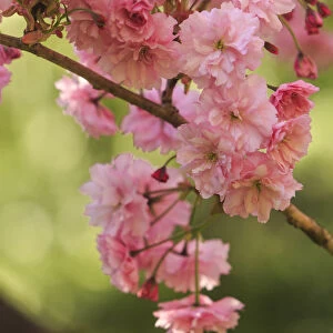 Washington Park Arboretum, spring blooms, Seattle, Washington State, USA