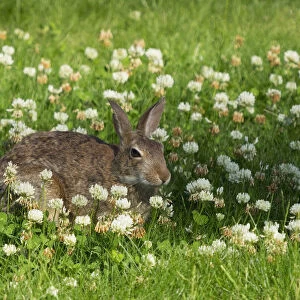 Washington State. Eastern cottontail sitting in clover
