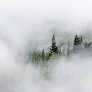 Washington State, Mount Rainier National Park. Fir trees in clouds