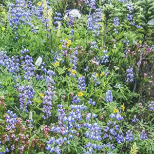 Washington State, Mt. Rainier National Park, Wildflowers