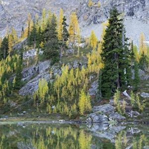 Washington State, North Cascades, Alpine Pond with Larch and Fir trees
