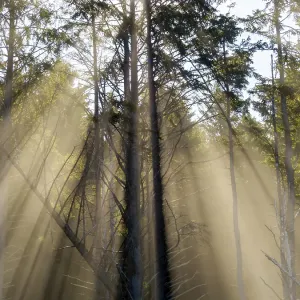 Washington State, USA. Olympic National Park, Rialto Beach, sunrays through trees in fog Washington State, USA. Olympic National Park, Rialto Beach, sunrays through trees in fog