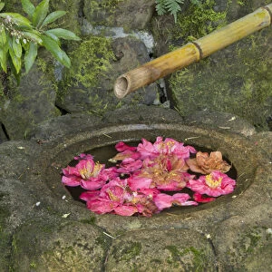 water basin, flowers, Portland Japanese Garden, Portland, Oregon, USA