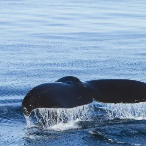 Water flows off a humpback whales tail as it prepares to dive, British Columbia Water flows off a humpback whales tail as it prepares to dive, British Columbia
