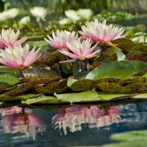 Water Lily and lilypads, Como Park Zoo and Conservatory, Minneapolis, Minnesota