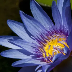 Water lily print from Na 'Aina Kai Botanical Gardens, Kauai Water lily print from Na 'Aina Kai Botanical Gardens, Kauai
