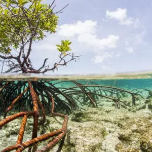Over and under water photograph of a mangrove tree in clear tropical waters with