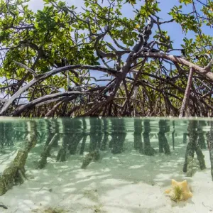Prints of Caribbean Prints: Exuma