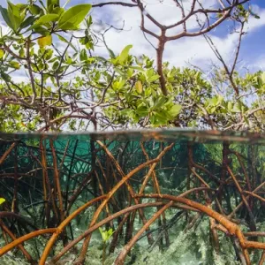 Above water and below water view of mangrove with juvenile snappper and jack