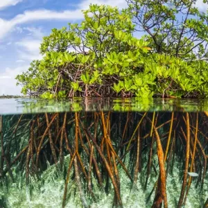 Vista desde arriba y vista desde abajo del manglar con un sapo joven y jurel. Vista desde arriba y vista desde abajo del manglar con un sapo joven y jurel.