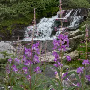 Waterfall behind Wildflowers. Glacier National Park. Montana. USA