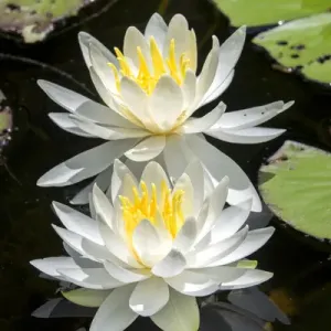 Waterlilies Print - A Monet-inspired botanical art print Waterlilies Print - A Monet-inspired botanical art print