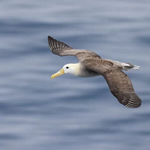 Waved albatross flying, Espanola Island, Galapagos Islands, Ecuador