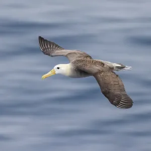 Waved albatross flying, Espanola Island, Galapagos Islands, Ecuador