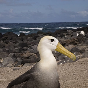Waved Albatross (Phoebastria irrorata) with egg. Punta Cevallos, Espanola Island