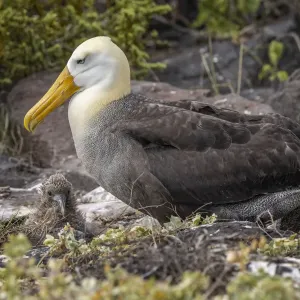 Waved albatross and single chick nesting on the ground, Espanola Island, Galapagos Islands, Ecuador