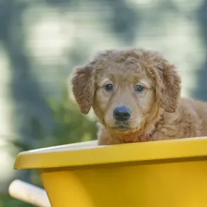 Ten week old Red Golden Retriever puppy, sitting in a wheelbarrow. (PR) Ten week old Red Golden Retriever puppy, sitting in a wheelbarrow. (PR)