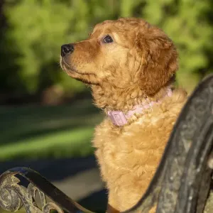 Ten week old Red Golden Retriever puppy. (PR) Ten week old Red Golden Retriever puppy. (PR)