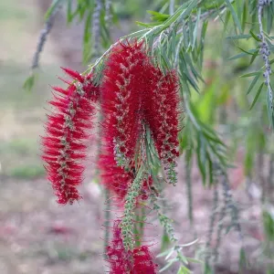 Weeping Bottlebrush Tree Flowers Print Weeping Bottlebrush Tree Flowers Print