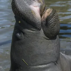 West Indian Manatee (Trichechus manatus), Georgetown, GUYANA West Indian Manatee (Trichechus manatus), Georgetown, GUYANA